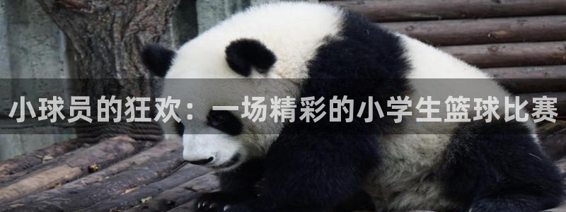 球王会体育手机app下载：小球员的狂欢：一场精彩的小学生篮球
